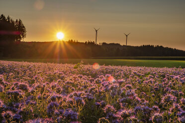 Germany, flowering scorpionweed in summer, wind park at sunset - HAMF00475