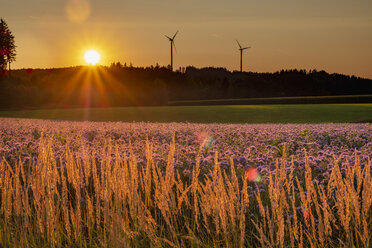 Deutschland, blühendes Skorpionkraut im Sommer, Windpark bei Sonnenuntergang - HAMF00477