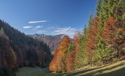 Deutschland, Oberbayern, Aschau, Wald im Herbst - HAMF00514
