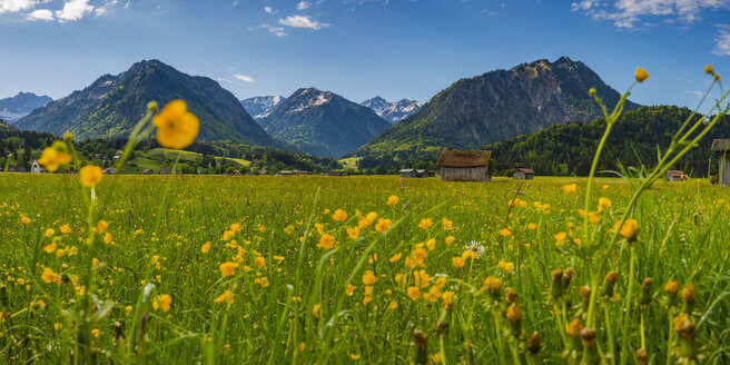 Deutschland, Bayern, Allgäu, Allgäuer Alpen, Lorettowiese bei Oberstdorf mit blühenden Butterblumen - WGF01263