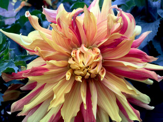 Close-up of a Dahlia - JTF01099