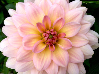 Close-up of a Dahlia - JTF01101