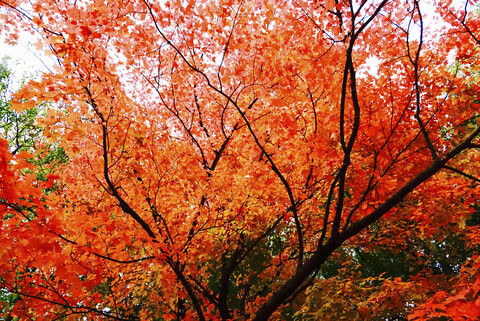 Germany, Maple tree in autumn stock photo