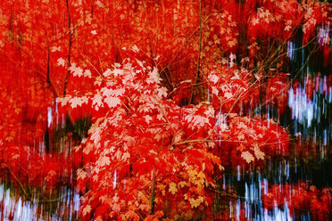 Deutschland, Ahornbaum im Herbst, abstrakt - JTF01106