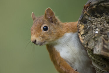 Portrait of red squirrel - MJOF01582