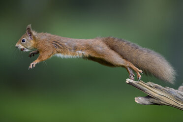 Springendes rotes Eichhörnchen, das eine Haselnuss im Maul trägt - MJOF01587