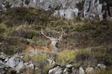 UK, Schottland, ruhender Rothirsch - MJOF01588