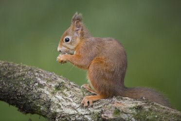 Porträt eines fressenden roten Eichhörnchens auf einem Baumstamm - MJOF01591