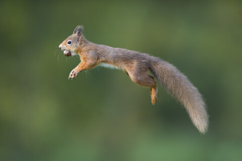 Springendes rotes Eichhörnchen, das eine Haselnuss im Maul trägt, lizenzfreies Stockfoto