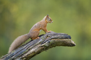 Rotes Eichhörnchen auf Baumstamm sitzend - MJOF01593