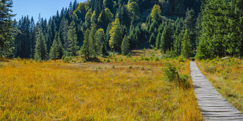 Deutschland, Bayern, Allgäu, Hähnermoos am Söllereck bei Oberstdorf - WGF01266