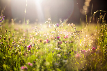 Sommerwiese in der Abenddämmerung - SARF03955