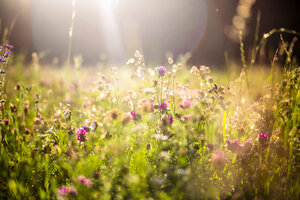 Sommerwiese in der Abenddämmerung - SARF03955