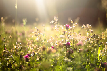 Summer meadow at evening twilight - SARF03956