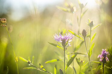 Sommerwiese in der Abenddämmerung - SARF03957