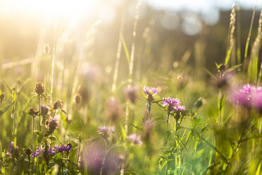 Sommerwiese in der Abenddämmerung - SARF03958