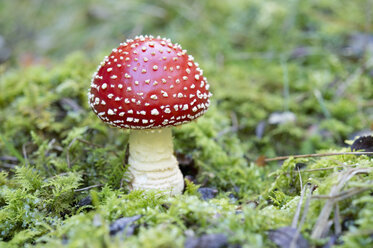 Flying agaric in forest - CRF02801