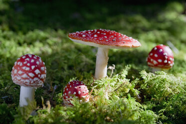 Four flying agarics in forest - CRF02802