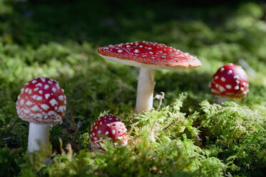 Vier fliegende Fliegenpilze im Wald - CRF02802