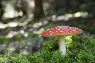 Fliegender Pilz im Wald - CRF02803