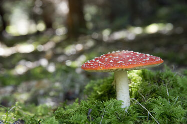 Flying agaric in forest - CRF02803