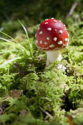 Fliegender Pilz im Wald - CRF02804