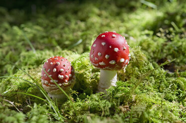 Two flying agarics in forest - CRF02805
