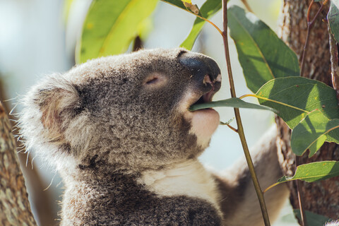 Australien, Queensland, Koala frisst Eukalyptusblätter, lizenzfreies Stockfoto