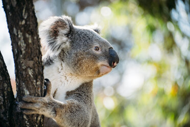 Australien, Queensland, Koala klettert auf einen Baum - GEMF02426