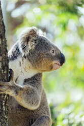 Australia, Queensland, koala climbing a tree - GEMF02427