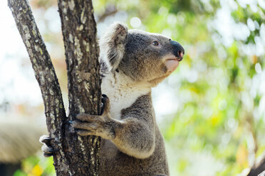 Australia, Queensland, koala climbing a tree - GEMF02428