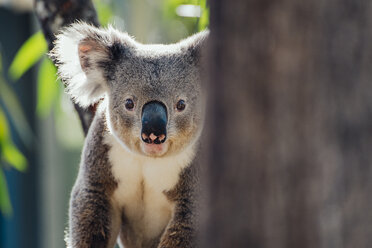 Australien, Queensland, Porträt eines Koalas - GEMF02429