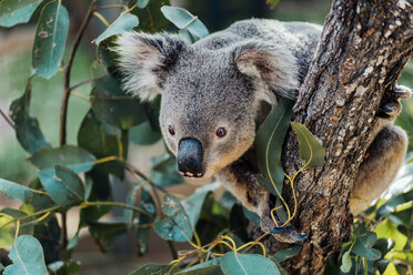 Australia, Queensland, koala perching on tree - GEMF02430