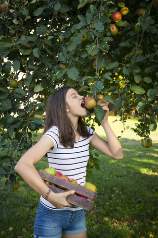 Mädchen pflückt Äpfel vom Baum, lizenzfreies Stockfoto