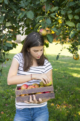 Girl with harvested apples in wooden box - LVF07482