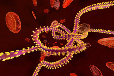 3D rendered illustration of an Ebola virus in the blood stream surrounded by erythrocyte cells - SPCF00282