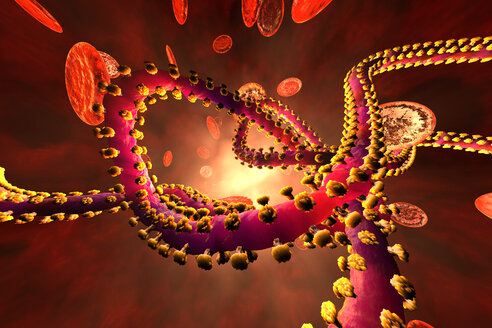 3D-Darstellung eines Ebola-Virus in der Blutbahn, umgeben von Erythrozytenzellen - SPCF00283