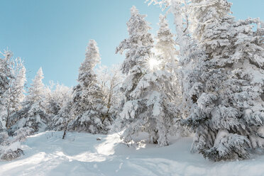 Schneebedeckte Bäume im Wald gegen den Himmel im Winter - CAVF49694