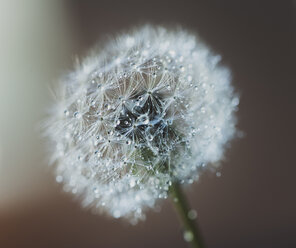 Close-up of water drops on dandelion seed during rainy season - CAVF49763