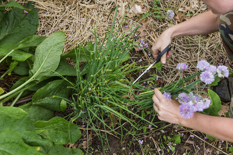 Abgeschnittene Hände einer Frau, die Blumen und Kräuter auf einem Feld schneidet, lizenzfreies Stockfoto