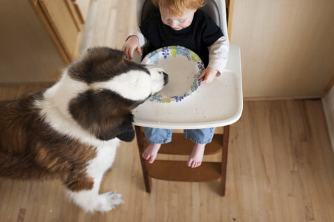 Hoher Blickwinkel des Hundes, der Reste in einem Teller isst, der von einem kleinen Jungen gehalten wird, der auf einem Hochstuhl zu Hause sitzt, lizenzfreies Stockfoto