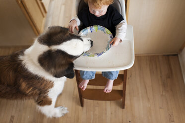 Hoher Blickwinkel des Hundes, der Reste in einem Teller isst, der von einem kleinen Jungen gehalten wird, der auf einem Hochstuhl zu Hause sitzt - CAVF49934