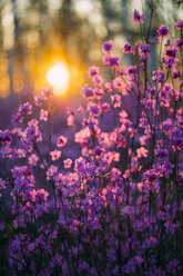 Pink wildflowers at sunset - VPIF00919