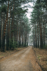 Empty forest track through pines - VPIF00923