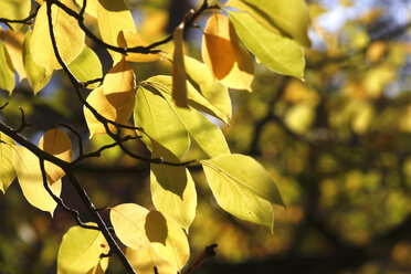 Untertassen-Magnolie, Blätter im Herbst - JTF01107