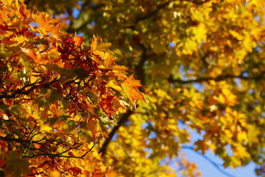 Germany, maple leaves in autumn - JTF01108