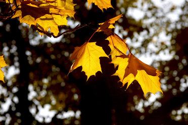 Germany, maple leaves in autumn - JTF01110