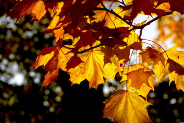 Germany, maple leaves in autumn - JTF01112