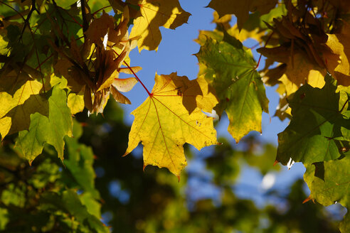 Deutschland, Marmorblätter im Herbst - JTF01114