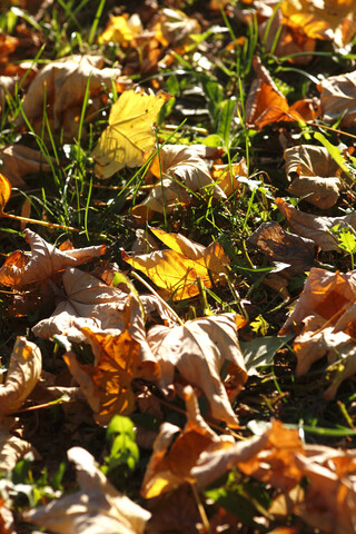 Autumn foliage lying on meadow stock photo